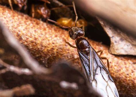 Do Flying Ants Bite? 6 Things to Know » The Buginator