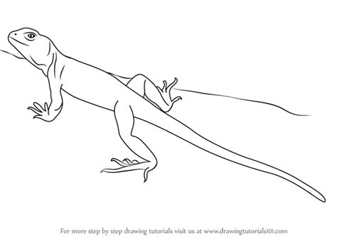 Learn How to Draw a Collared Lizard (Reptiles) Step by Step : Drawing Tutorials