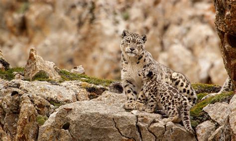 Snow Leopard Hunting Prey - Alumn Photograph