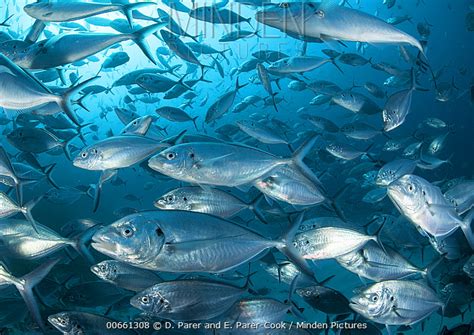 White Trevally stock photo - Minden Pictures