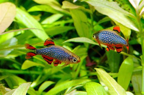 Celestial Pearl Danio: Care, Tank Size, Breeding & More - Fish Laboratory