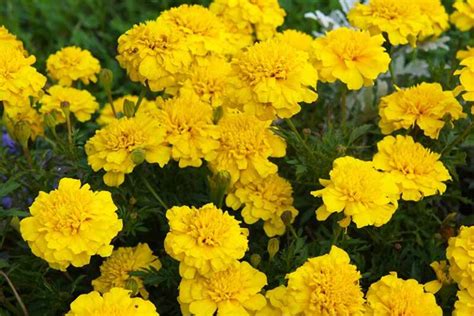 How to Grow and Care for French Marigolds | Gardener’s Path