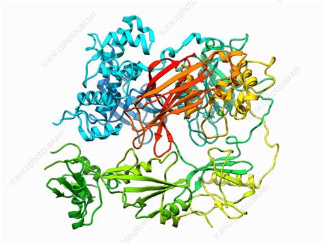 Phospholipase C gamma 1, illustration - Stock Image - C057/4993 - Science Photo Library