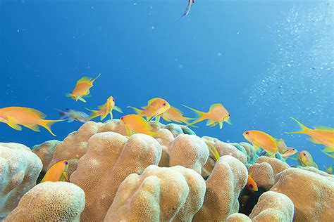 Scientists say it is time to save the red sea's coral reef
