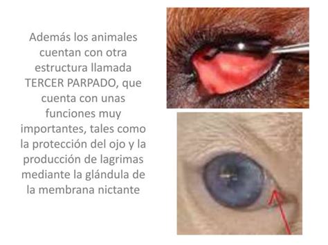 Anatomia del ojo animal