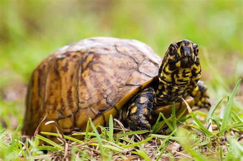 Florida Box Turtle Photograph by Dawna Moore Photography