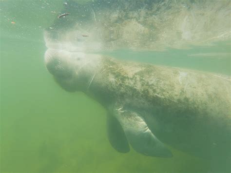 Gallery 2 — Go Local Manatee Tours | Crystal River, Fl