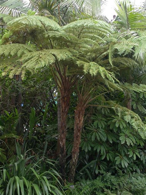 Cyathea cooperi (Cyatheaceae) image 8166 at PlantSystematics.org