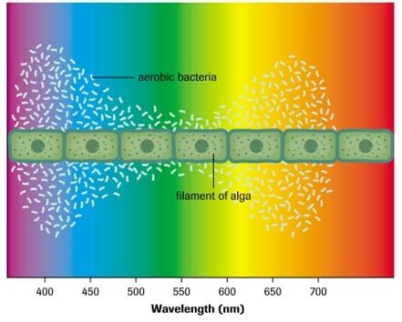 Engelmann's EXPERIMENT - Biology 20 Q&A