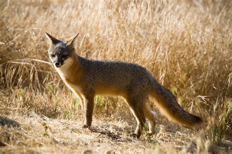 NATURE IN FOCUS: Capturing the Island Fox Gallery | Nature and Wildlife | Discovery