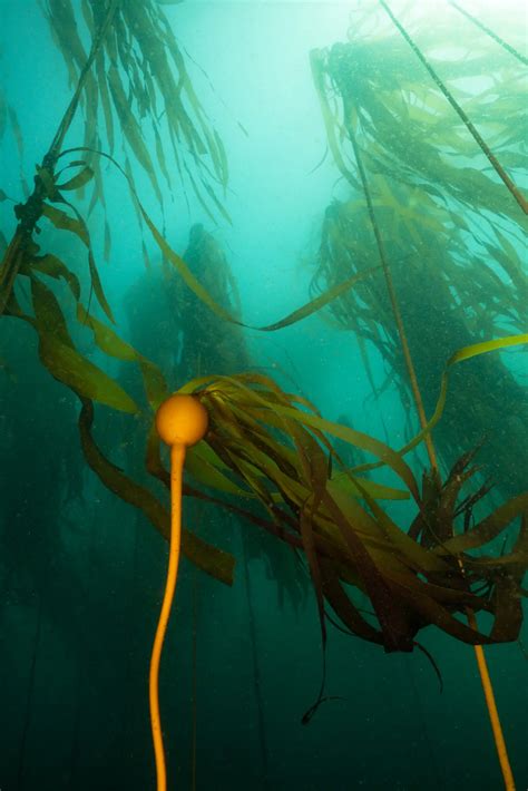 Opinion | Warmer Oceans Threaten Another California Forest, This One Underwater in 2022 | Kelp ...