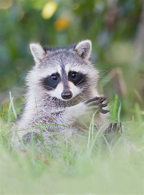 Baby Raccoon, Raccoon Funny, Racoon, Animals And Pets, Baby Animals, Cute Animals, Fauna, Most ...