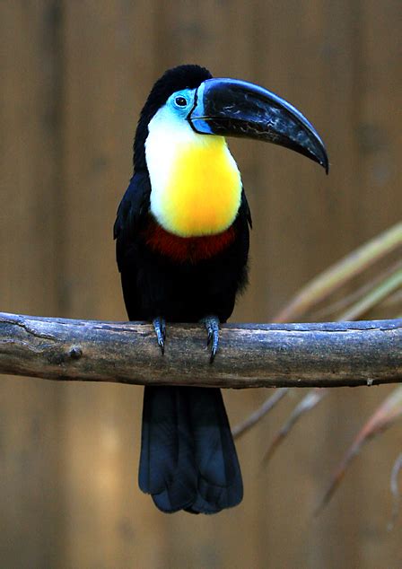 Channel-billed toucan - Wikipedia