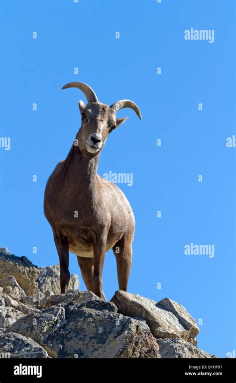 Ovis canadensis dickhornschaf hi-res stock photography and images - Alamy