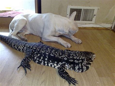 Herptile Spotlight #7: Argentine Black and White Tegu | Pet lizards, Cute reptiles, Tegu lizard