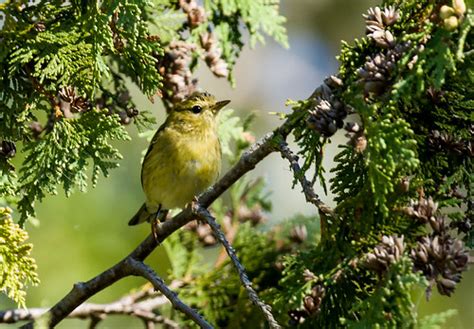 0P7A7318 Blackpoll Warbler, fall migration, Canada | Flickr