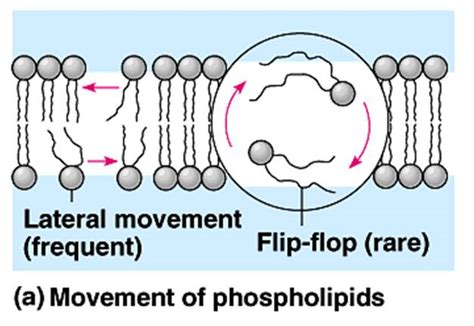 My Scientific Blog - Research and Articles: THE BIOLOGICAL MEMBRANE