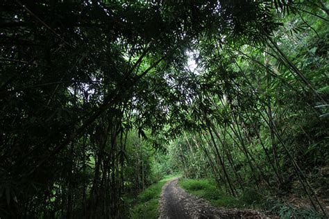 Bamboo Forest | A small road winds through a jungle of bambo… | Flickr