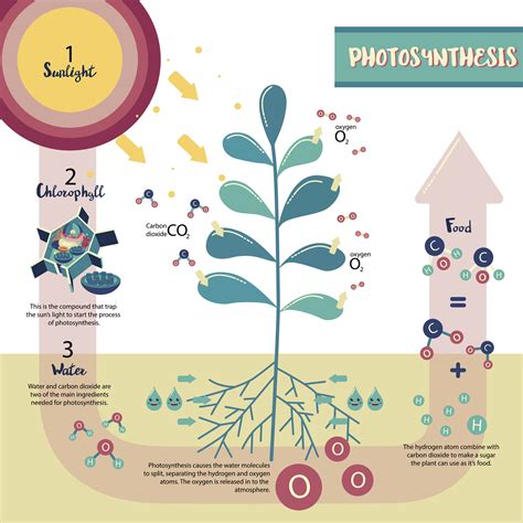 Why are plants green? – Chuba Oyolu's Portfolio