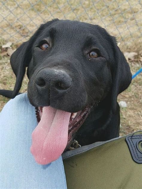 Female Black Labrador Retriever Puppy. #labradorretriever | Labrador ...