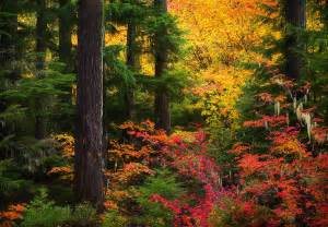 Oregon Autumn (2004) | Jefferson Wilderness, Oregon | Marc Adamus ...