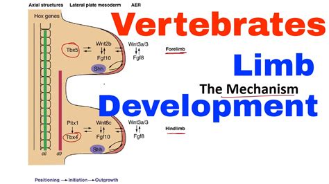 Limb development in vertebrates - YouTube