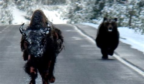 Video: Wild Photos Show Grizzly Bear Chasing Injured Bison in Yellowstone National Park | OutdoorHub