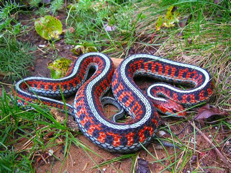 Garter Snakes HD Wallpapers | HD Wallpapers - Blog