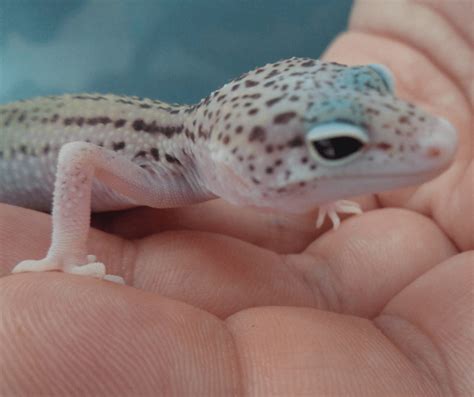 What is an Eclipse Leopard Gecko? - DJL Exotics