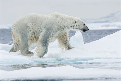 10 Fascinating Facts About Polar Bears