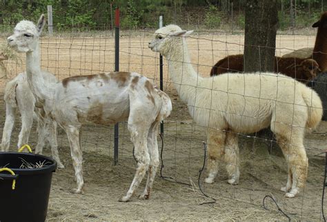 Alpaca Shearing — FLORA & FIBER