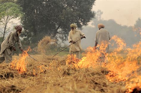 Alternatives to burning can increase Indian f | EurekAlert!