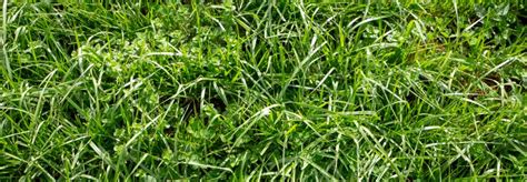 How to Grow Tall Fescue Grass - Gecko Green