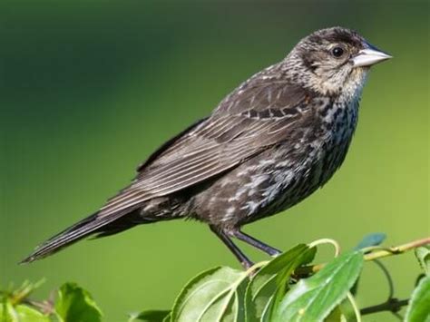 Red-winged Blackbird - NestWatch