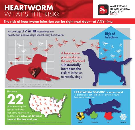 Heartworm can be contracted year round. Is your pet protected? Heartworm Awareness, Heartworm ...