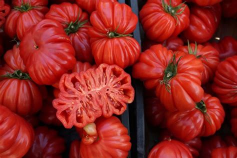 Growing Big, Red, Juicy, Beefsteak Tomatoes