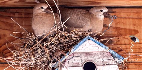 Wild About Birds - Backyard Birds - Mourning Dove