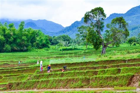 Ang kinabuhi sa bukid - Biliran Picture Gallery - sights and scenes throughout Biliran Island