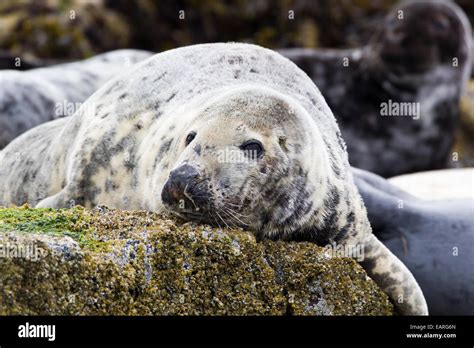 Grey Seals of the Farne Islands Stock Photo - Alamy