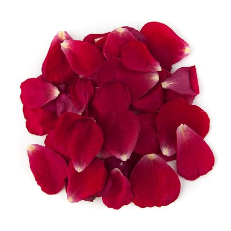 Rose Flower Petals | ubicaciondepersonas.cdmx.gob.mx