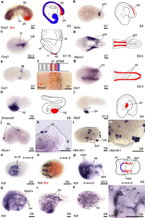 Mesoderm germ layer derivatives in embryoids Single colour (b–e, g–t)... | Download Scientific ...