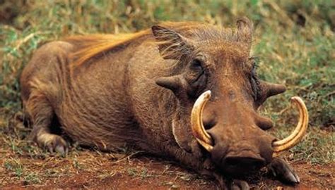 5 Warthog Facts | Animals - mom.me