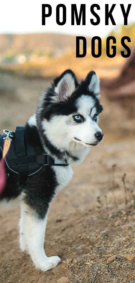 Pomsky Dog - Everything You Need to Know About Pomskies Husky ...