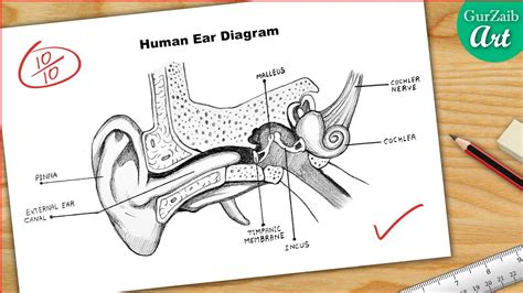 Ear Diagram drawing CBSE || easy way || Draw Human Ear anatomy - Step by step for beginners ...