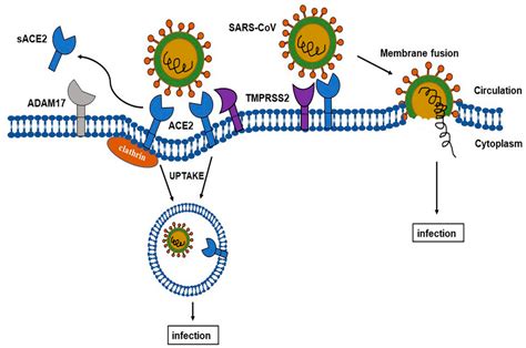 IJMS | Free Full-Text | Do Changes in ACE-2 Expression Affect SARS-CoV-2 Virulence and Related ...