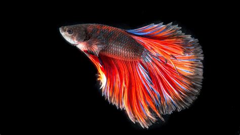 Fish Wallpapers For Desktop Hd Desktop Wallpapers 4k Hd | Images and Photos finder