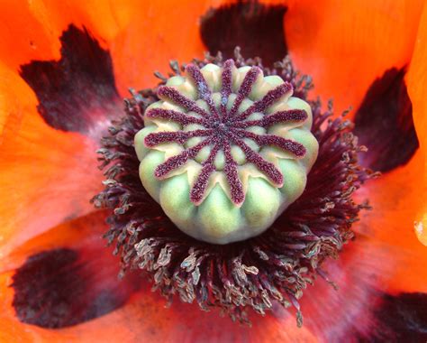 Poppy seed head | Gregory Wake | Flickr