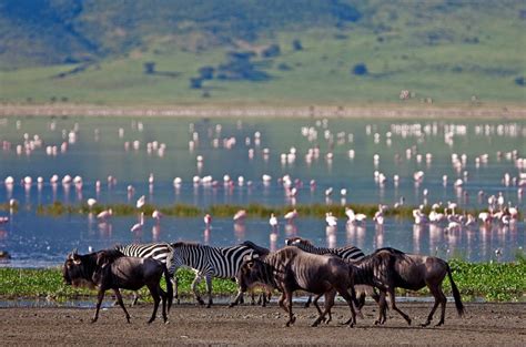 Lake Manyara | Eden tours and travel