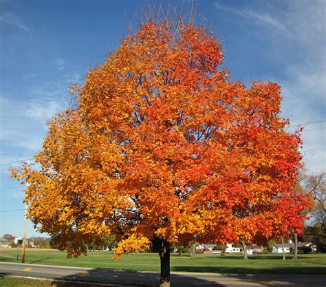 Acer saccharum (sugar maple tree in fall colors) (Country … | Flickr