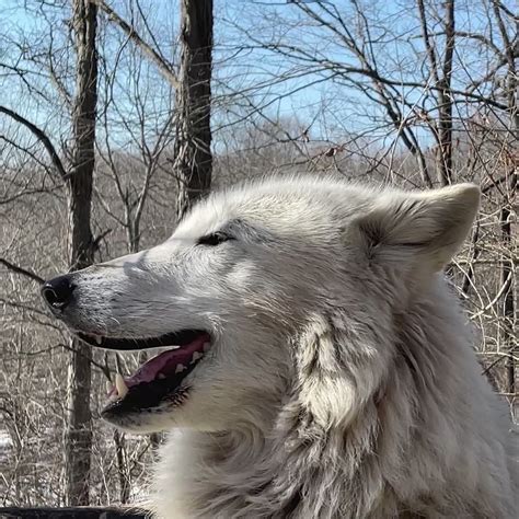 Wolf Conservation Center on Twitter: "Sing it out! 🐺 https://t.co ...